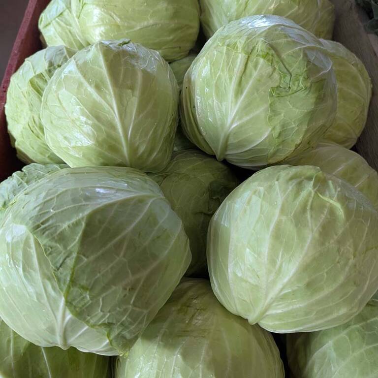 Cabbage